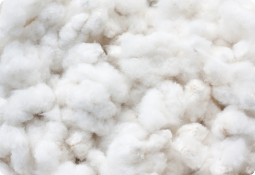 Close-up of fluffy, white cotton fibers showcasing natural texture and purity.