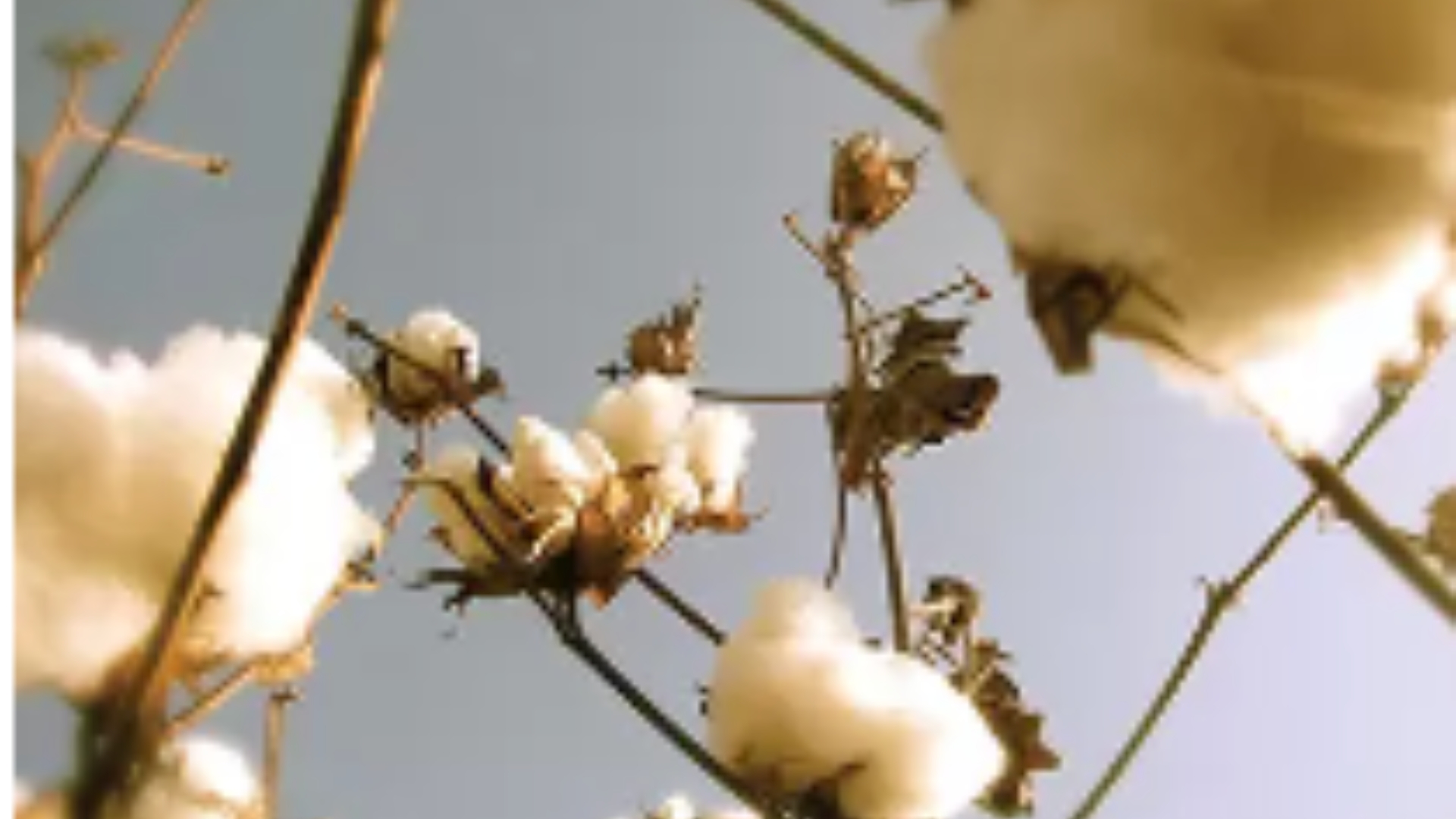 Close-up of fluffy cotton bolls on branches under clear blue sky.