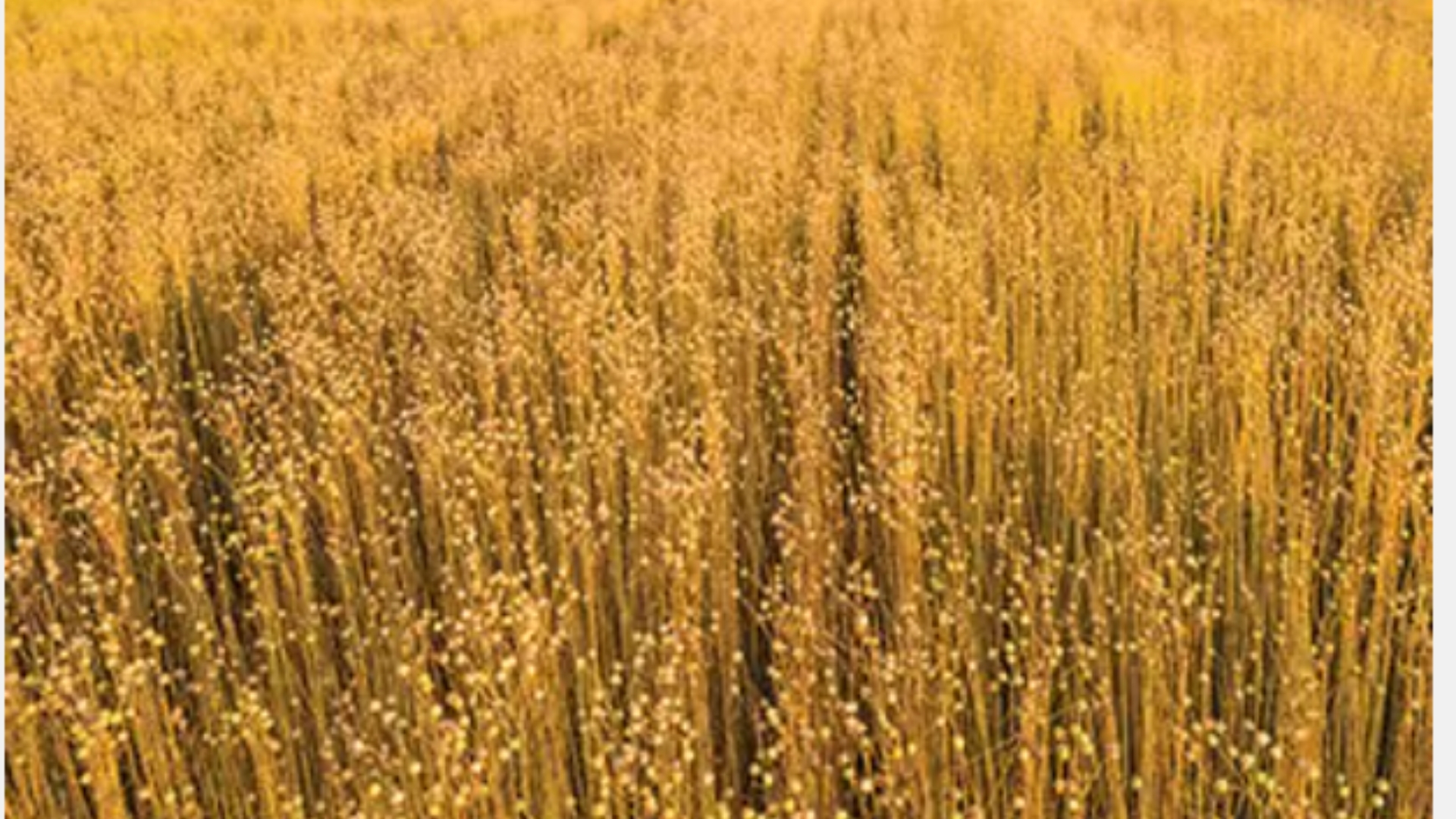 Serene golden crop field under clear skies, symbolizing growth and harvest cycles.