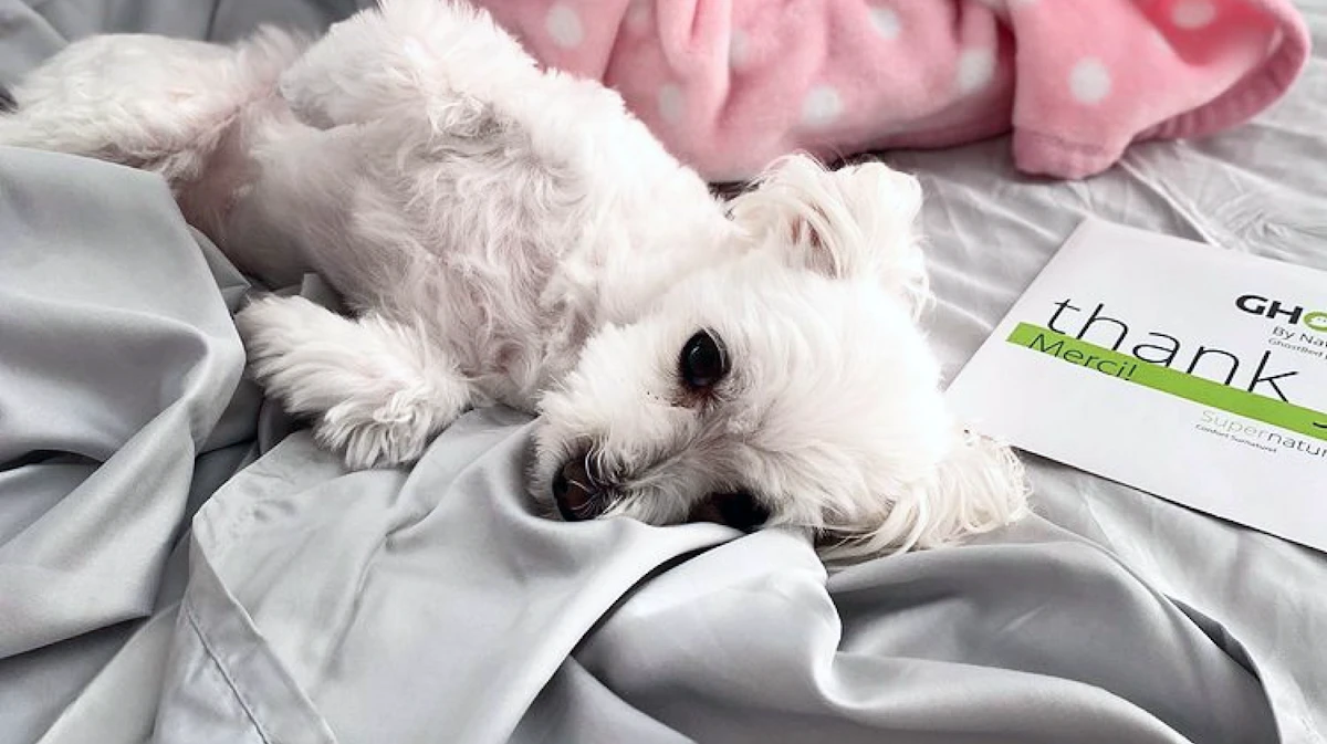 Fluffy white dog lounging on silvery blanket with thank-you card nearby.